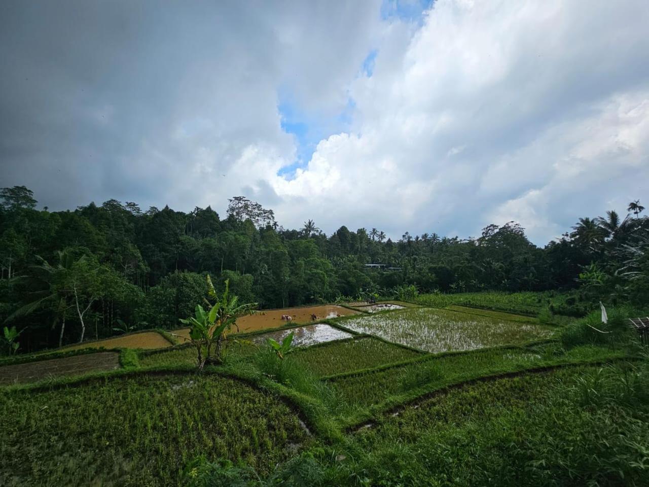 Avocado Homestay Tetebatu Buitenkant foto