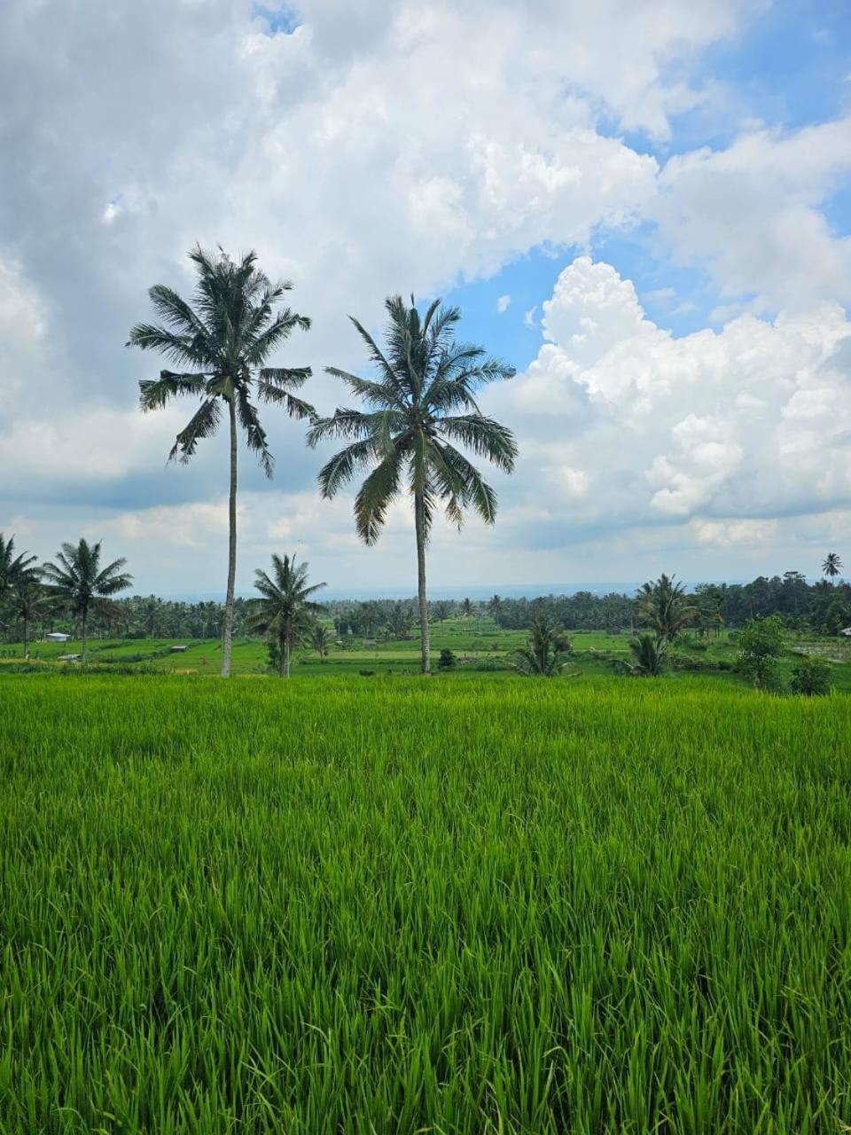 Avocado Homestay Tetebatu Buitenkant foto