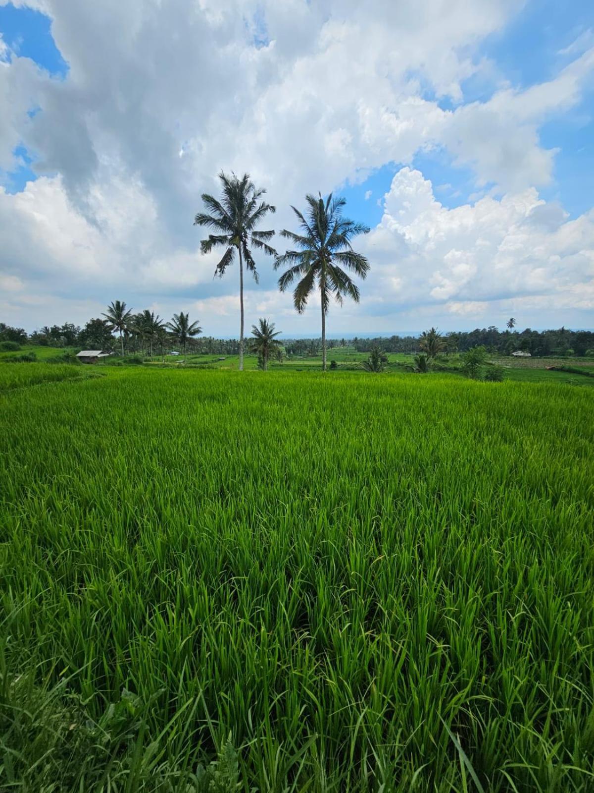 Avocado Homestay Tetebatu Buitenkant foto