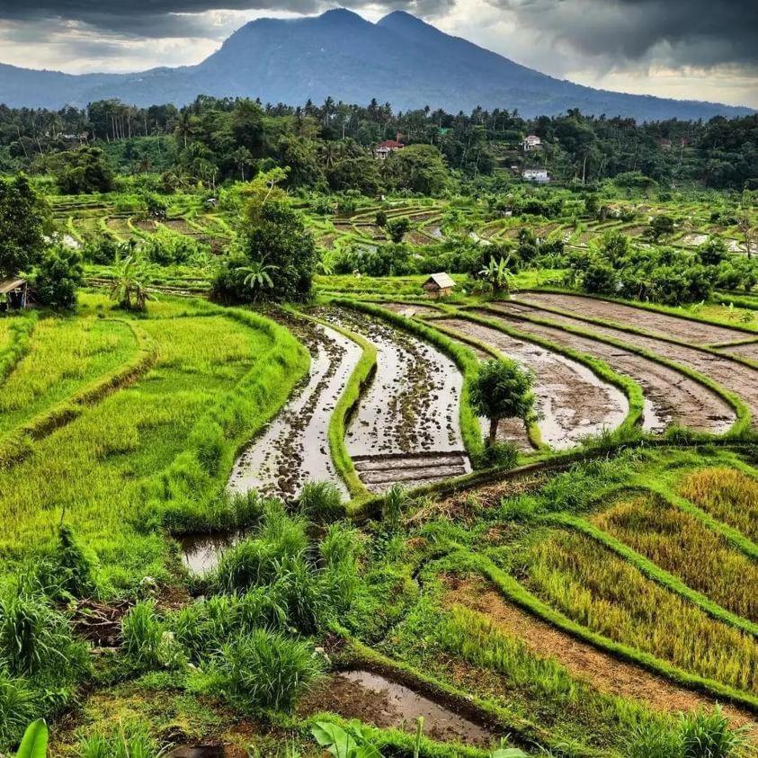 Avocado Homestay Tetebatu Buitenkant foto