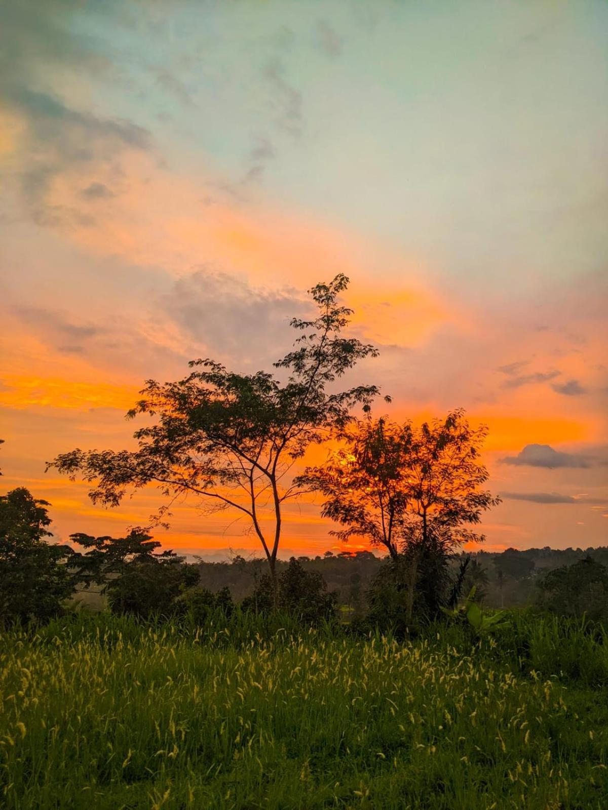Avocado Homestay Tetebatu Buitenkant foto