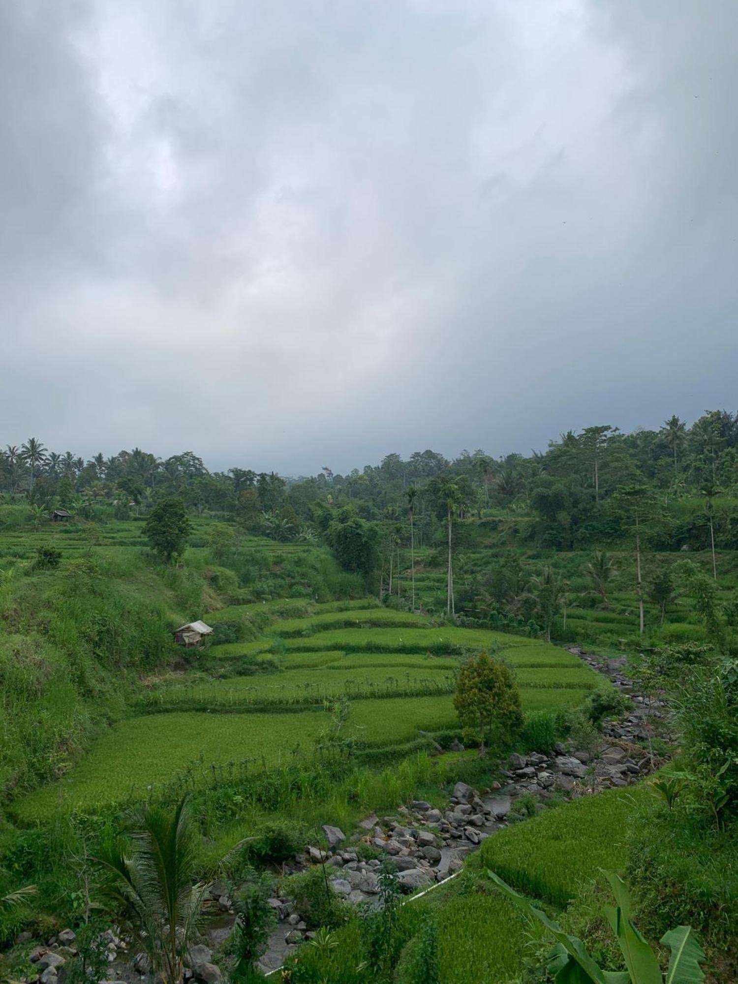 Avocado Homestay Tetebatu Buitenkant foto