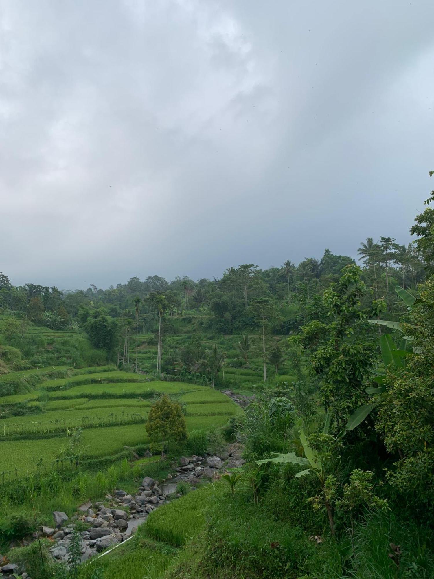 Avocado Homestay Tetebatu Buitenkant foto