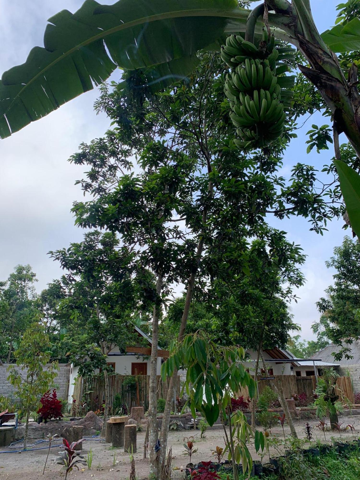 Avocado Homestay Tetebatu Buitenkant foto