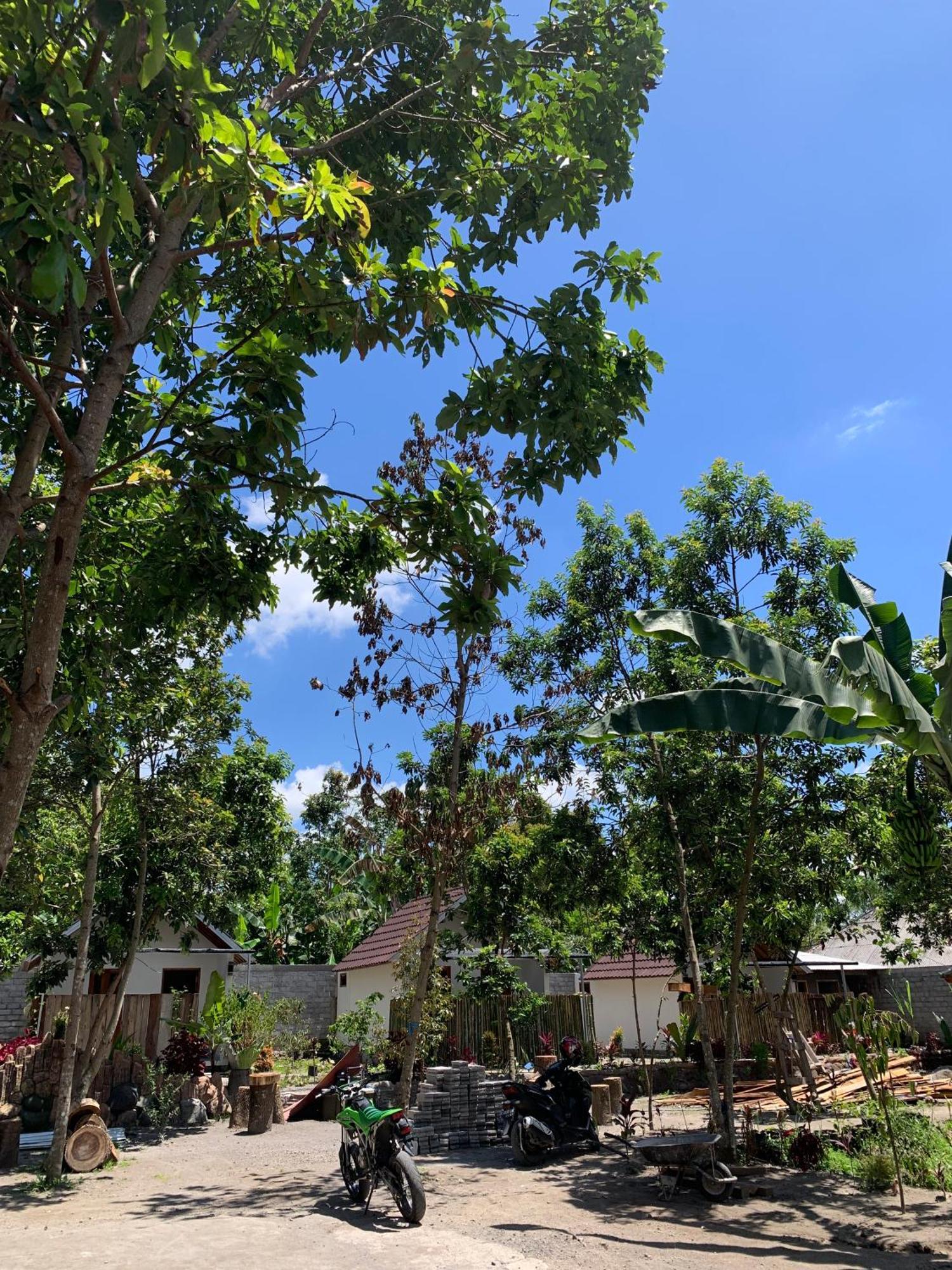 Avocado Homestay Tetebatu Buitenkant foto